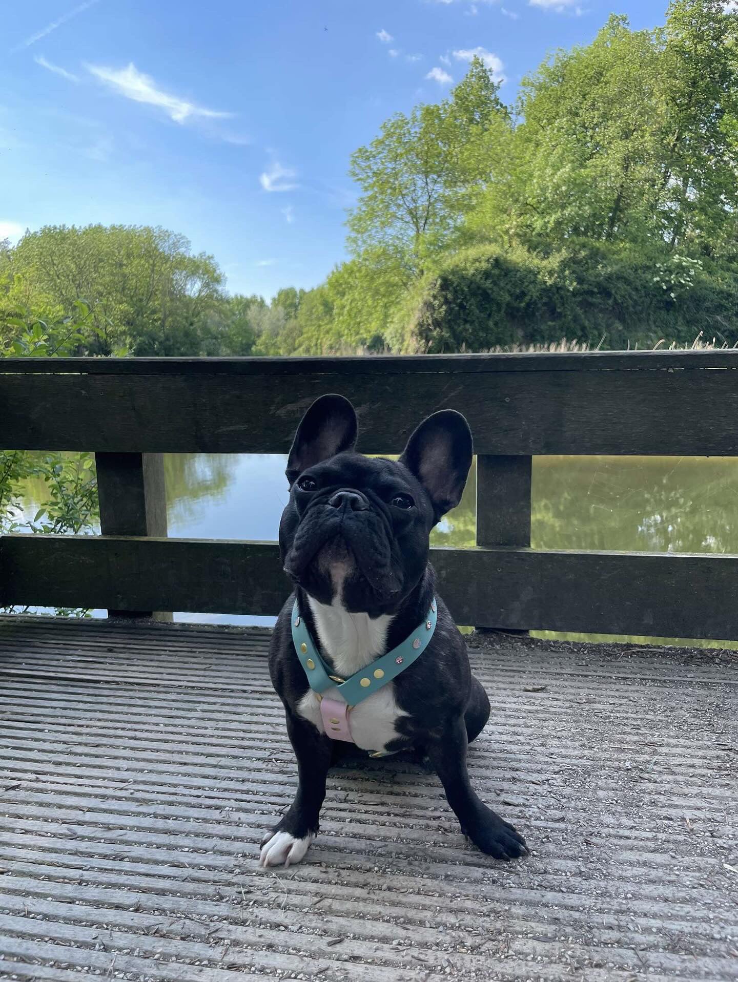 Girly Harness