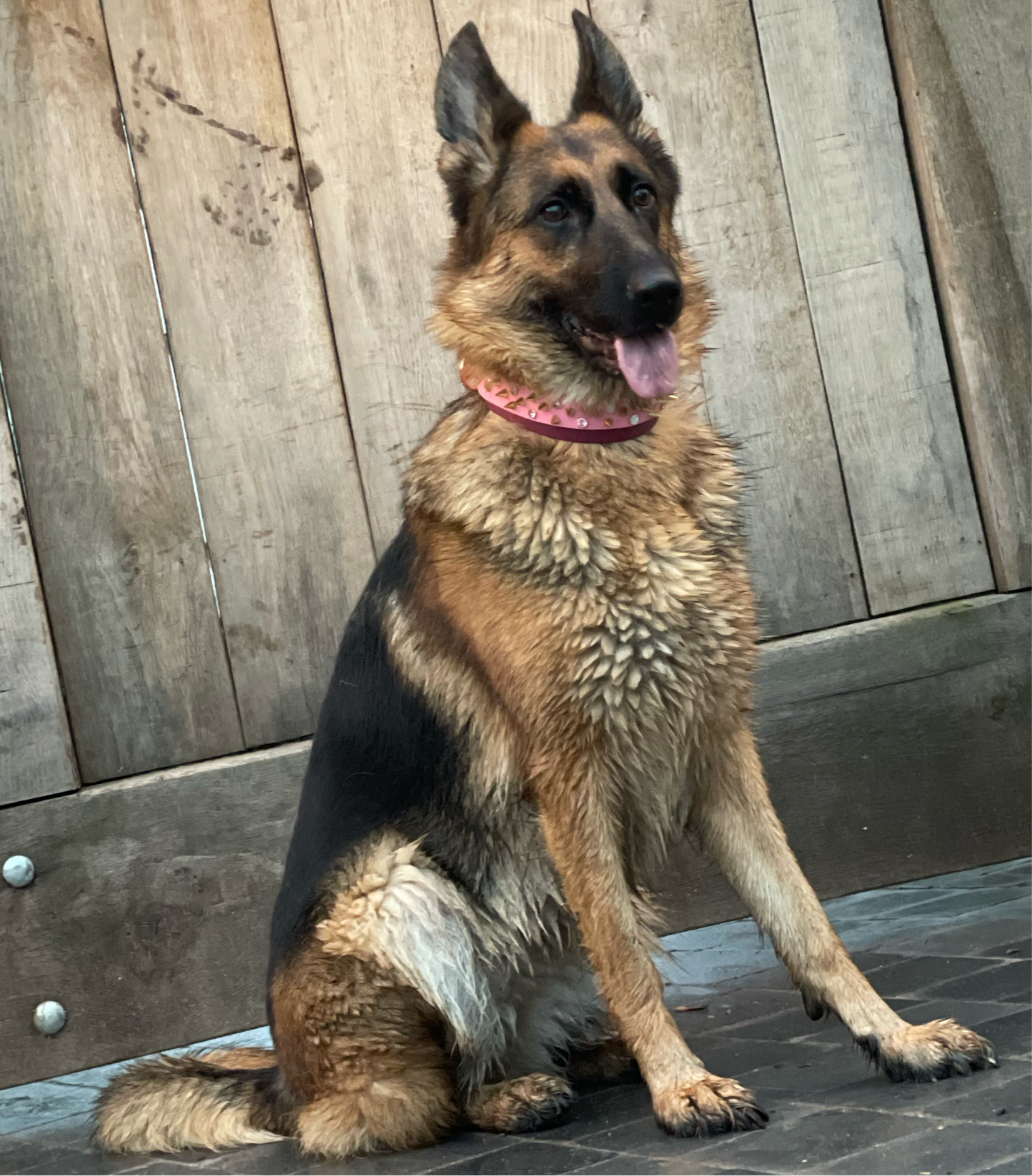 Athena Collar
