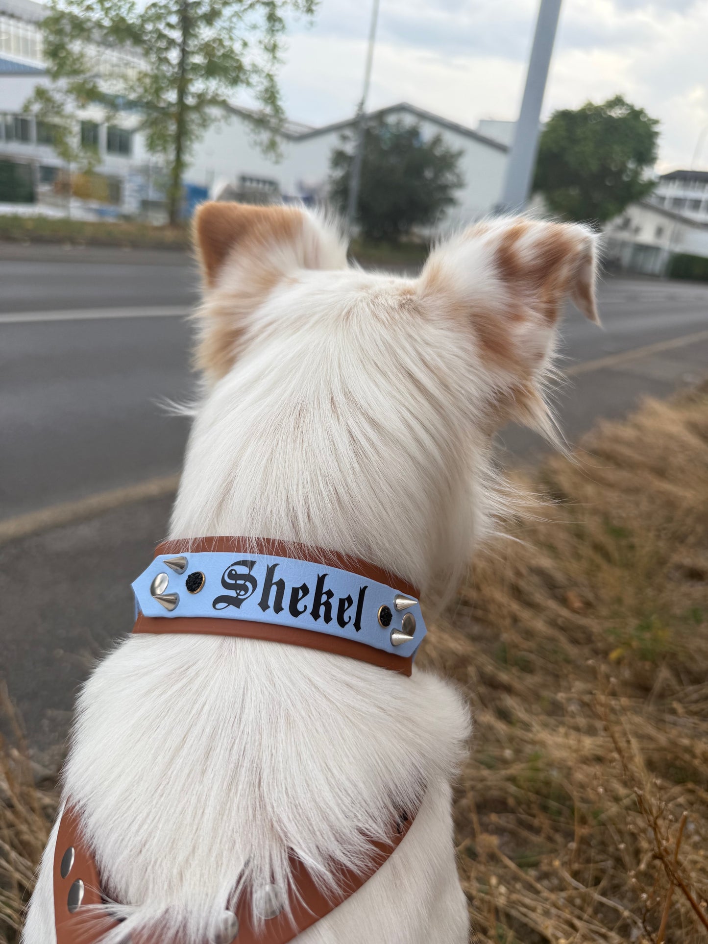 Symbiosis Collar