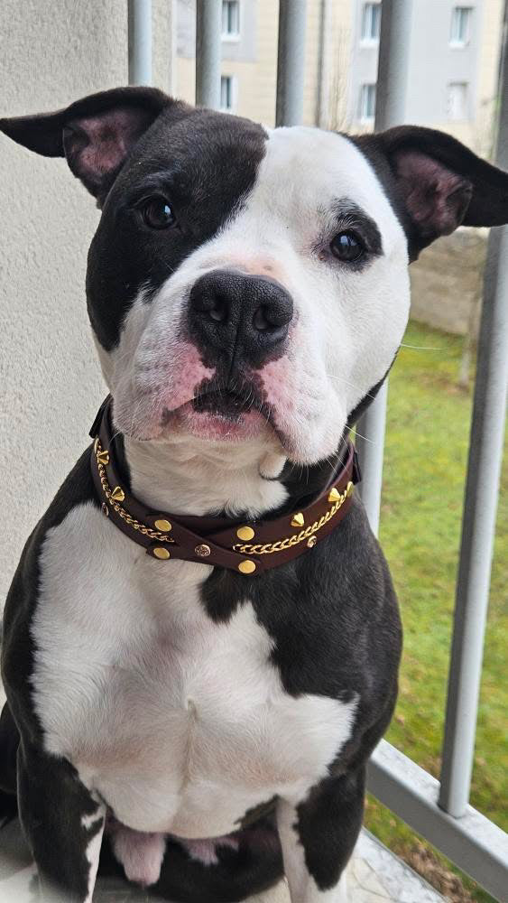 Rebel Collar