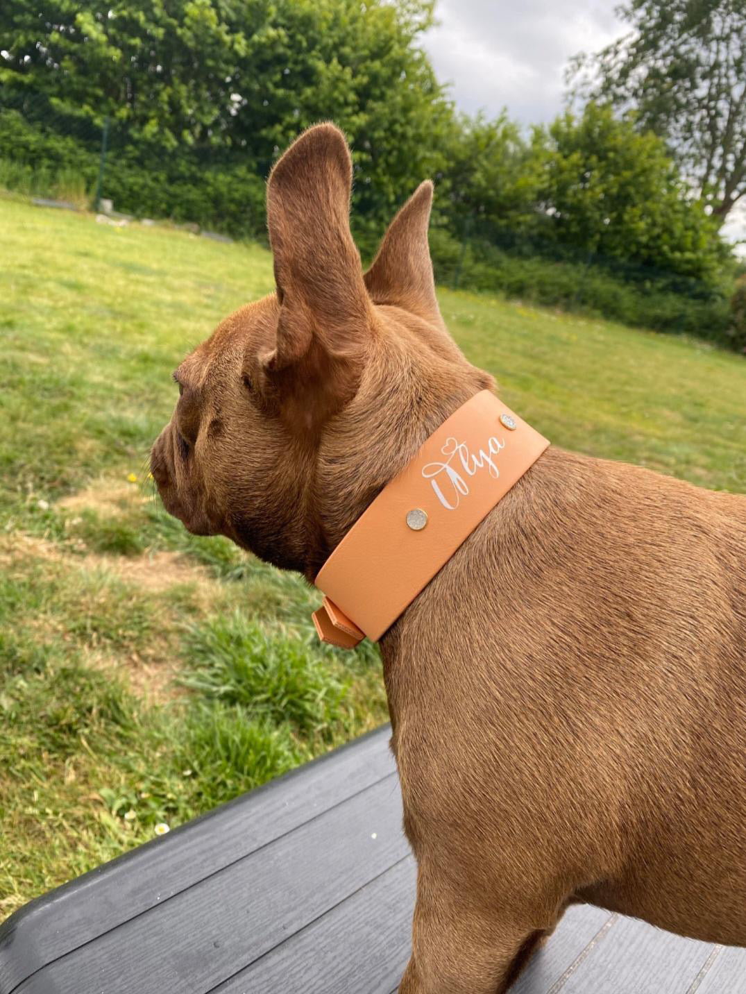 Roxie Collar
