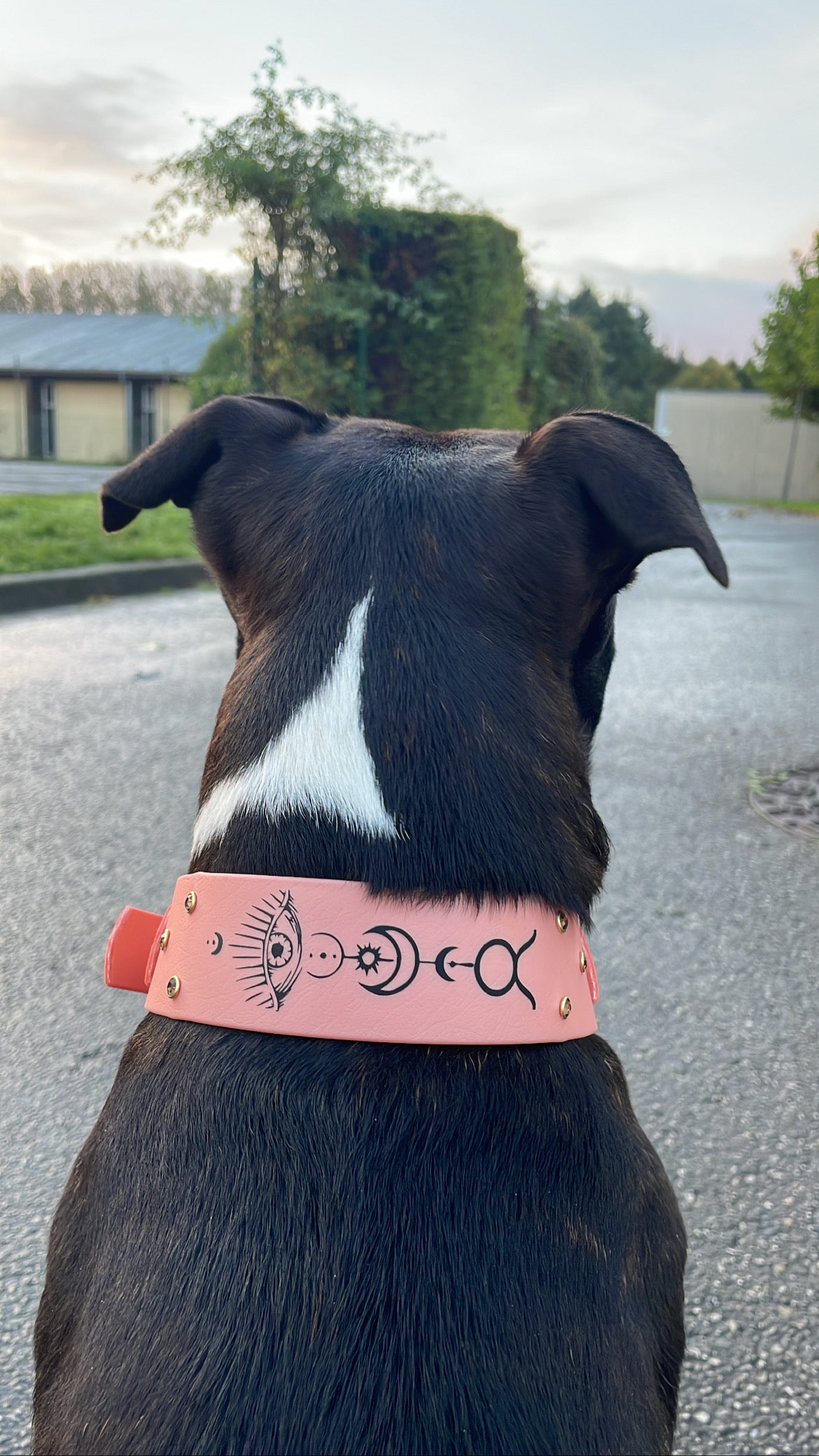 Astrology Collar