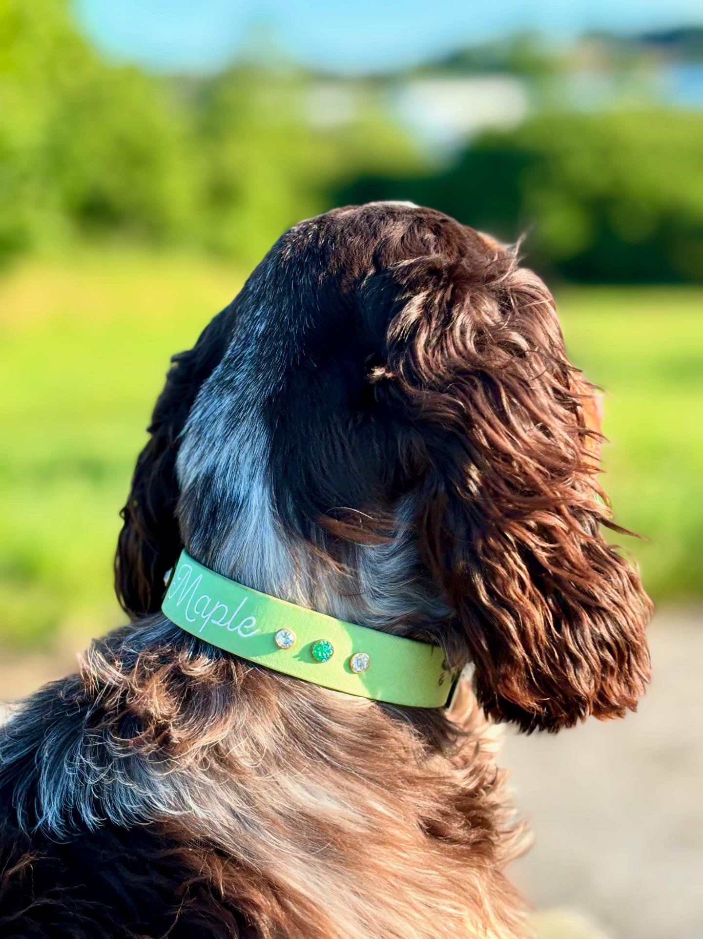 Maple Collar