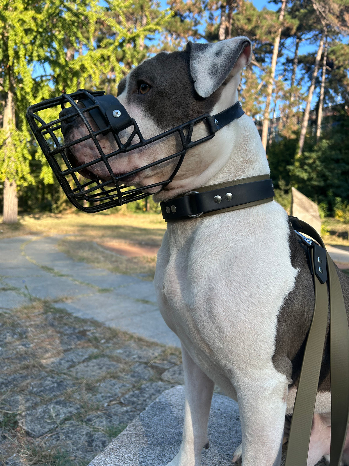Duo Collar