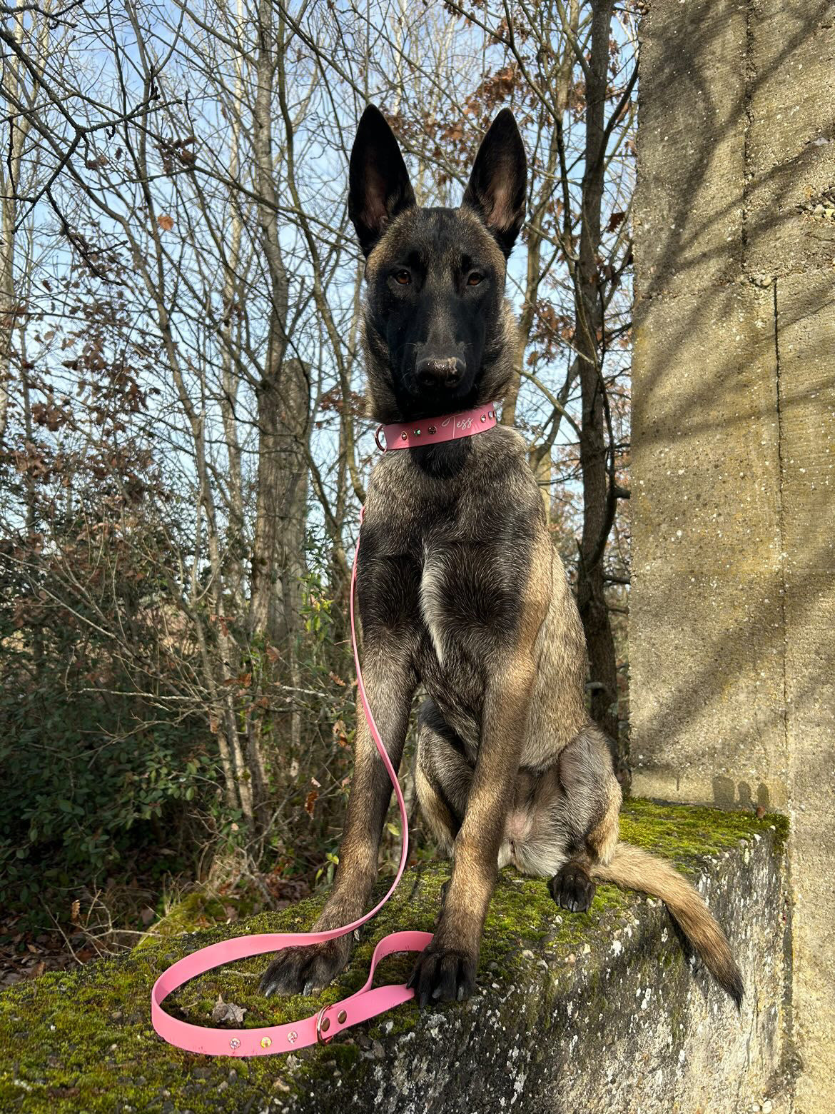 Sleeping beauty Collar