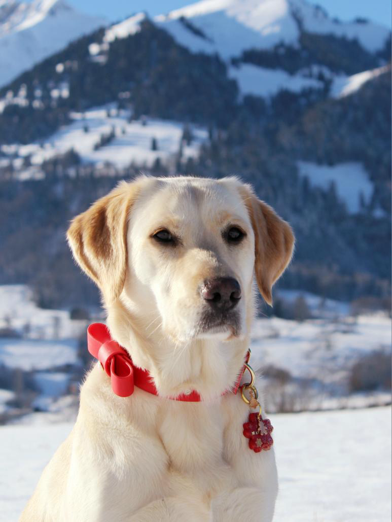 Bowtie Collar